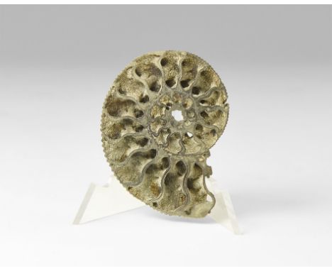 Mesozoic Era, Middle Jurassic Period, Callovian Stage, 164-161 million years BP. A Kosmoceras sp. ammonite half from Mikhailo