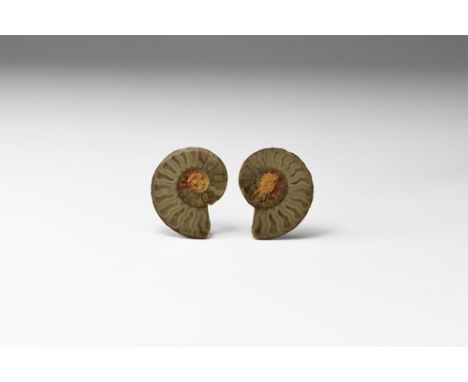 Cretaceous Period, 145-65 million years BP. A sawn and polished ammonite pair, probably Cleoniceras sp. from Madagascar showi