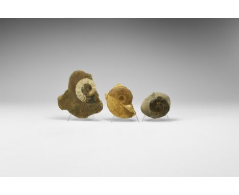 Jurassic Period, 200-145 million years BP. A group of three ammonites in matrix, one of Grammoceras sp., one of Brasilia sp. 