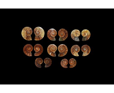 Cretaceous Period, Albian Stage, 113-100 million years BP. A group of eight small A-grade cut into halves and polished Cleoni