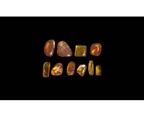 Oligocene Period, 45 million years BP. A group of ten pieces of Baltic amber, each containing flies together with other inclu