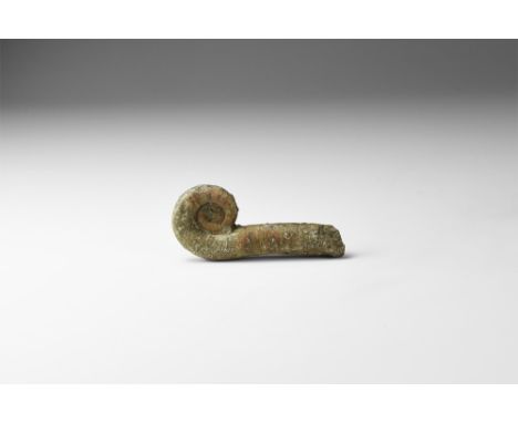 Cretaceous Period, 145-66 million years BP. A specimen of the uncoiled ammonite Cretaceous heteromorphy from China, in white 