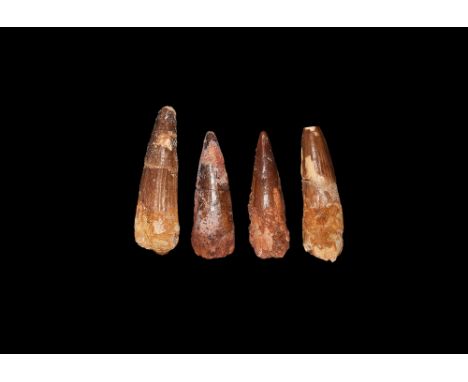 Cretaceous Period, Aptian Stage, 125-113 million years BP. A group of four large teeth from Spinosaurs maroccanus from Tegana
