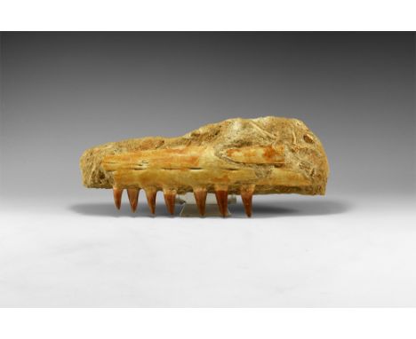 Lower Cretaceous Period, 146-100 million years BP. A section of Mosasaur sp. jaw in matrix with seven fine teeth with very go