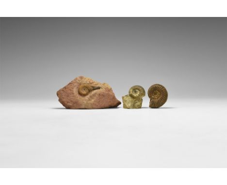 Jurassic Period, Bajocian Stage, 168-172 million years BP. A group of three possibly Garantiana sp. ammonites found at Sengen