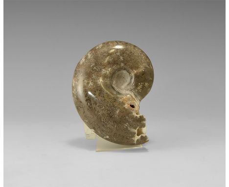 Jurassic Period, Bacocian stage, 168-172 million years BP. A large polished oolite Lytoceras sp. chambered ammonite, discover