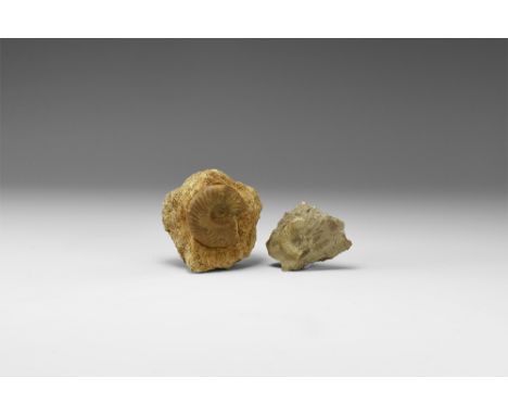 Middle Jurassic, Inferior Oolite, Aalenian Stage, 170 million years BP. A group of two fossil ammonites on matrix, one Grapho