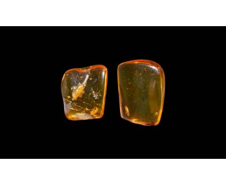 Oligocene Period, 45 million years BP. Two large clear pieces of Baltic amber containing insects together with other inclusio