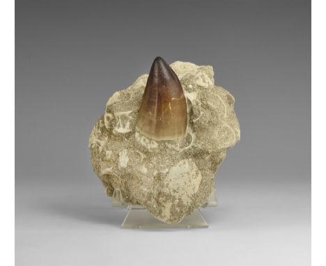 Lower Cretaceous Period, 120 million years BP. A large Mosasaurus tooth in a matrix together with vertebrae and bone sections