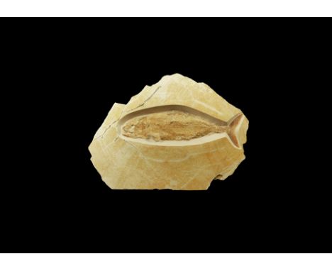 Jurassic Period, 160 million years BP. A large and well preserved fossil predatory fish Caturus sp., skillfully developed fro