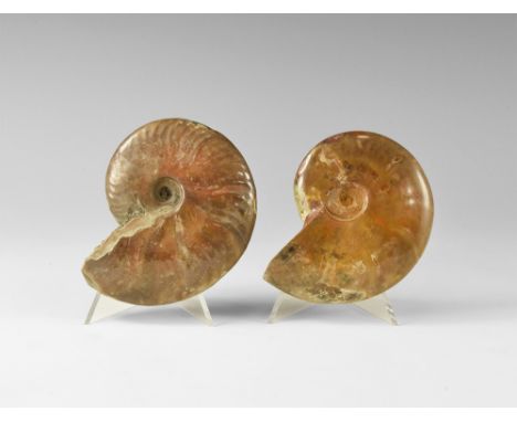 Cretaceous Period, Albian Stage, 113-100 million years BP. Two A-grade Cleoniceras sp. ammonites from Madagascar with attract