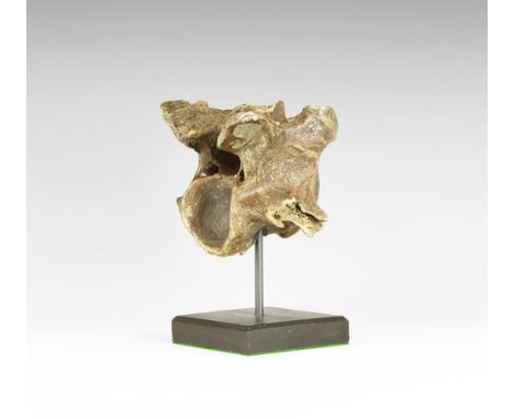 Devensian period, 110,000-12,000 years BP. A steppe Bison priscus neck vertebra from Brown Bank, Lowestoft, UK, on stand.  78
