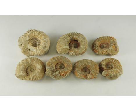 Cretaceous Period, 145-65 million years BP. A group of seven large Mantelliceras sp. ammonite fossils.  4.2 kg, 9-12.5cm (3 1