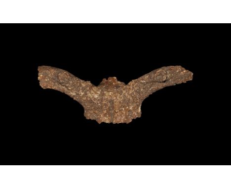 Late Pleistocene Period, 1.5 million - 7,700 years BP. The upper section of the skull and antler ends of a Giant Deer Megaloc