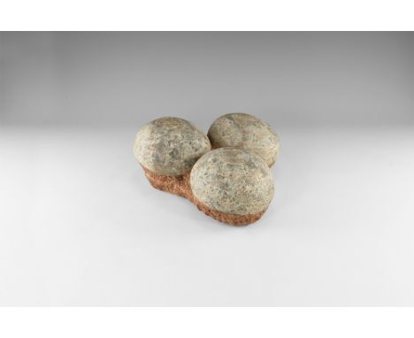 Cretaceous Period, 145-65 million years BP. Three fossil hadrosaur Charonosaurus eggs on matrix, retaining evidence of the or