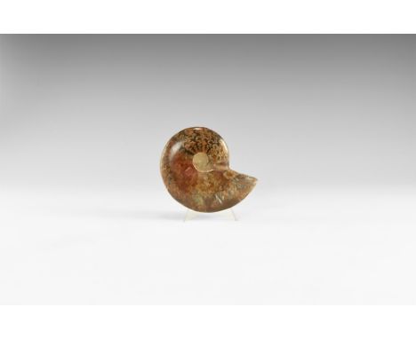 Cretaceous Period, Albian Stage, 113-100 million years BP. A Cleoniceras sp. ammonite from Madagascar with attractive opal lu