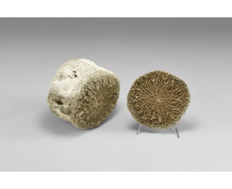 Miocene Period, 23-5 million years BP. A fossil whale vertebra with a detached cap showing the structure; with label.  440 gr