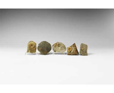 Jurassic Period, 200-145 million years BP. A group of five fossils, some from the Lower Lias formation, consisting of three P