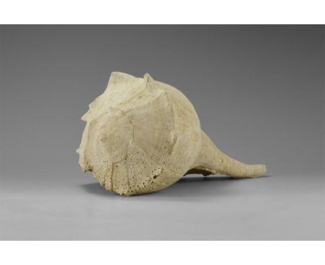 Pleistocene Period, 2.6 million years-11,700 years BP. A fossil Sinistrofulgar sp. gastropod from the Tamiami Formation, Veni