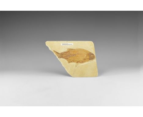 Eocene Period, 50 million years BP. A fossil Phareodus Sp. fish in matrix slab with small loss at tail; with label.  878 gram