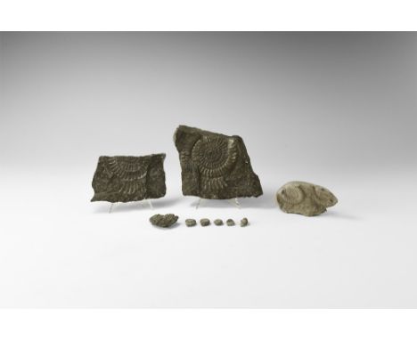 Jurassic Period, 200-145 million years BP. A group of two single ammonites, one as a positive and negative cast, accompanied 