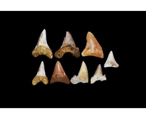 Eocene Period, 58-36 million years BP. A group of eight large shark teeth comprising: one Carcharocles megalodon tooth; one C
