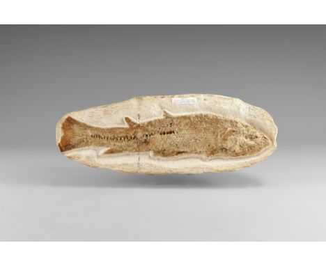Cretaceous Period, 90-100 million years BP. A large specimen of Tharrhias araripas, commonly known as a 'milk fish' showing e