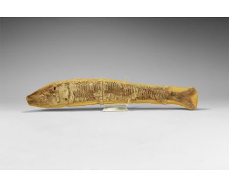 Lower Cretaceous Period, 120 million years BP. A complete fossil Vinctifer sp. fish from the Santana Formation, Ceara, Brazil