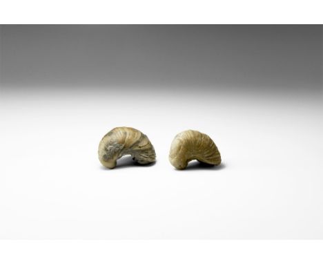 Jurassic Period, 200-145 million years BP. A group of two Gryphaea arcuata fossil bivalves, also called 'Devil's Toenails', p