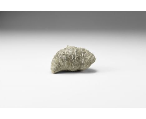 Devonian Period, 420-359 million years BP. A fine example of the fossil rugose or horn coral Heliophyllum halli, from Ontario