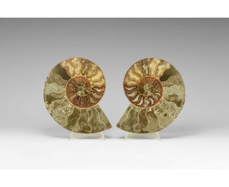 Cretaceous Period, Albian Stage, 113-100 million years BP. An A-grade cut and polished Cleoniceras sp. ammonite from of Madag