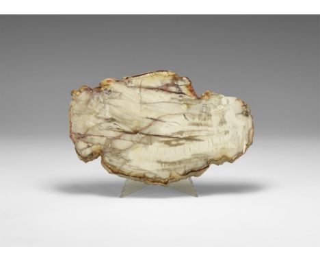Triassic Period, 250-200 million years BP. A polished slice of fossilised wood from Madagascar.  311 grams, 14cm (5 1/2"). Fr