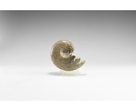 Jurassic Period, Bacocian stage, 168-172 million years BP. A large polished oolite Lytoceras sp. chambered ammonite, discover
