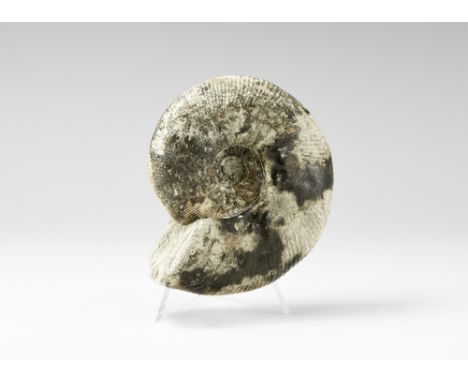 Middle Jurassic period, 170-150 million years BP. A well preserved Kepplerites Sp. ammonite; with label.  360 grams, 10cm (4"