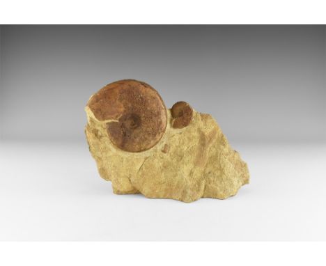 Jurassic Period, 200-145 million years BP. A sawn and polished limestone concretion containing an ammonite, sawn through to r