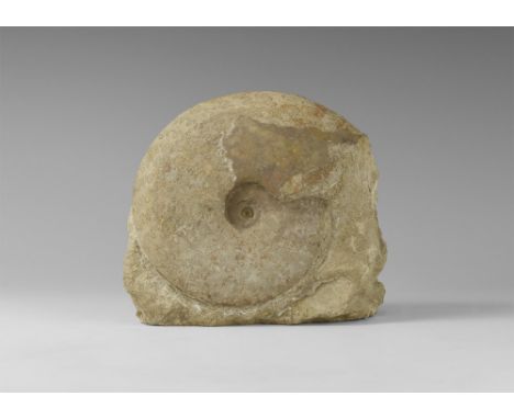Middle Jurassic, Inferior Oolite, 170 million years BP. A large free-standing Brasilia decipiens ammonite from the Bradforden