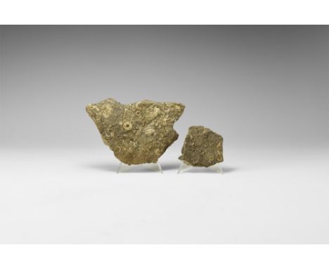 Carboniferous Period 359-299 million years BP. A group of two limestone sea-floor specimens with numerous crinoid stem segmen