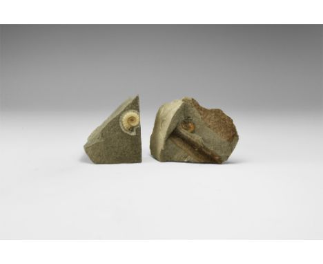 Lower Lias, Jurassic Period, 200-145 million years BP. A group of two Promicroceras sp. ammonite fossils in matrix from Dorse