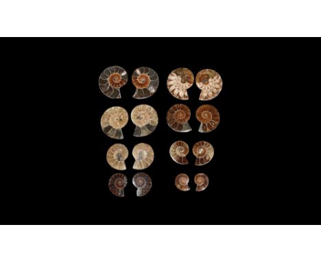 Cretaceous Period, Albian Stage, 113-100 million years BP. A group of eight small A-grade cut and polished Desmoceras latidor
