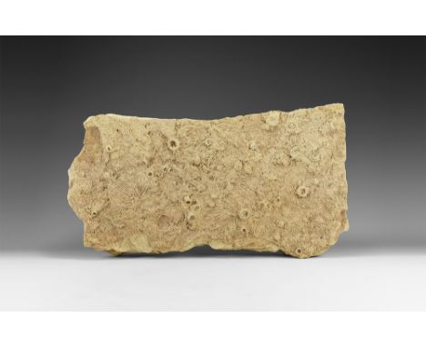 Jurassic, Bathonian, 170 millions years BP. A large mortality slab showing about forty specimens of Acrosalenia hemicidaroide