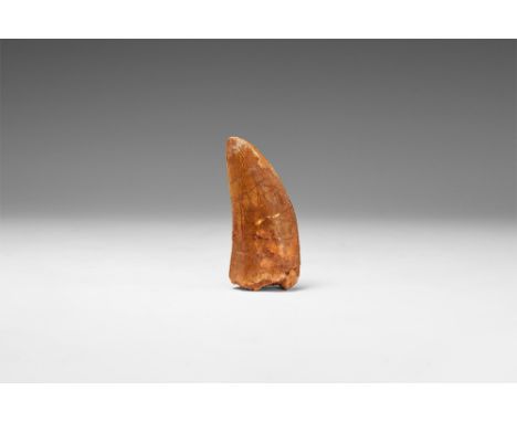 Cretaceous Period, 145-65 million years BP. A large example of a dinosaur tooth, Carcharodontosaurus saharicus (the African T