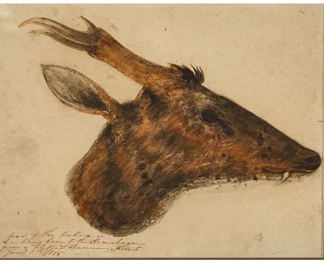 ENGLISH SCHOOL, 19TH CENTURYThree studies of Himalayan animal heads, believed to have been drawn from stuffed examples, circa