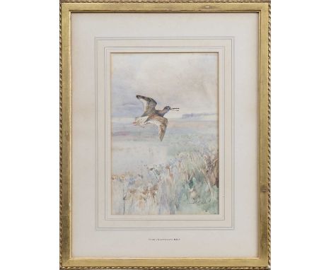 EDWARD FRANK SOUTHGATE RBA (BRITISH 1872 - 1916), SNIPE  watercolour on paper, signed mounted, framed and under glass  image 