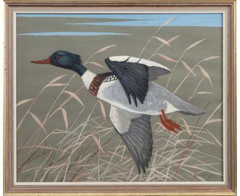 * RALSTON GUDGEON RSW (SCOTTISH 1910 - 1984), RED-BREASTED MERGANSER  watercolour on paper, signed, titled and dated 1963 ver