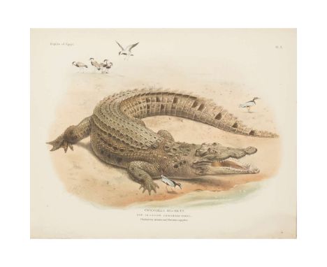  Anderson, John Zoology of Egypt: Volume First. Reptilia and Batrachia London: Bernard Quartich, 1898. First edition, one of 