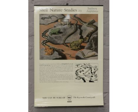 A vintage studies education wall chart for reptiles and amphibians produced by Shell Oil and illustrated by Tristram Hillier.
