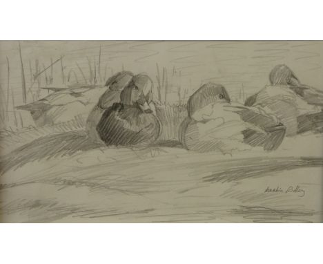 Martin Ridley pencil sketch of ducks sitting, signed lower right, 16.5 x 28.5cm