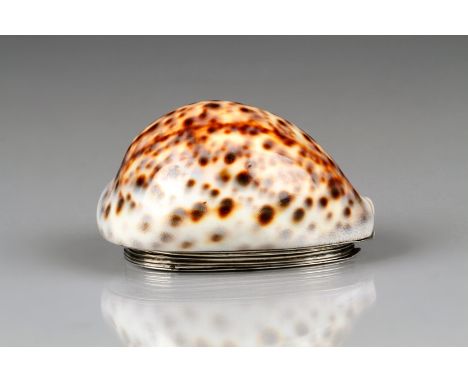 Provincial silver lipped Cowrie Shell table top snuff box, by Robert Keay, Perth. 8.5cm long