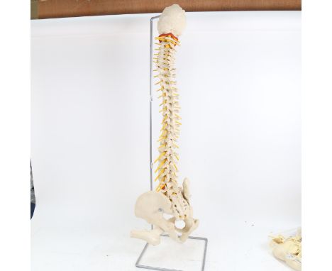A resin model of a human spine on stand.