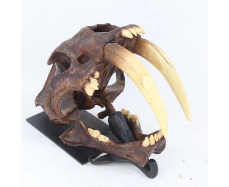 A resin model saber-toothed tiger skull, on wall-mounted bracket 